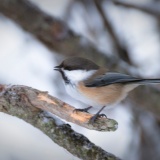 Jeris week 45 12-5188